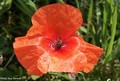 Coquelicot