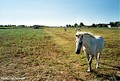 En Camargue