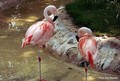 Les flamants